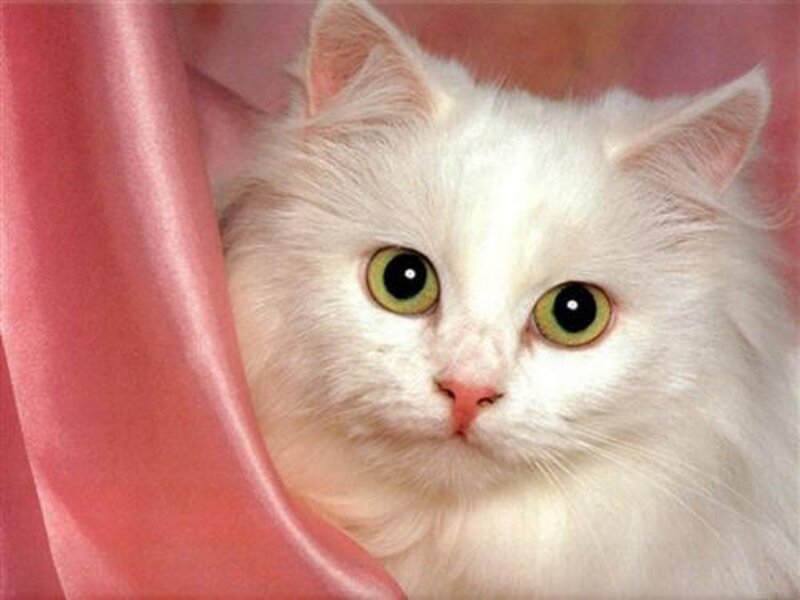 White Long-haired Cat — Calm, Photograph, Pink Fabric