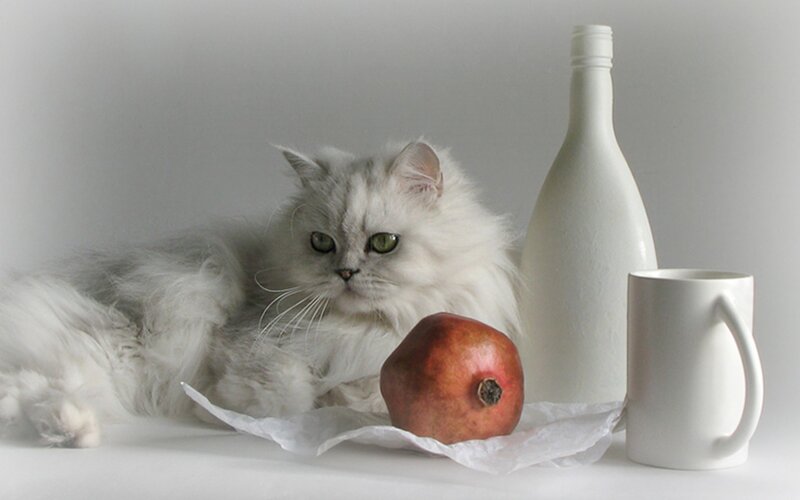 White Long-haired Cat — Calm, Photograph, Pomegranate, Bottle, Mug