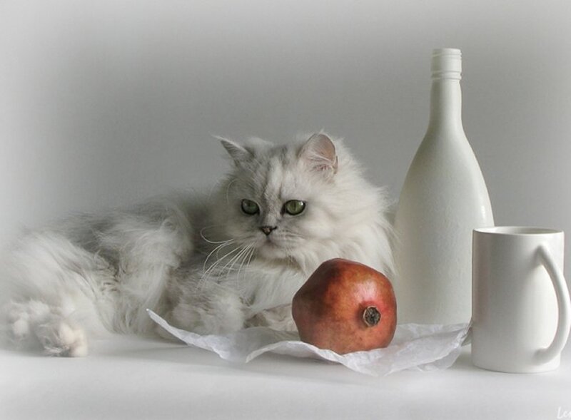 White Long-haired Cat — Calm, Photograph, Pomegranate, Bottle