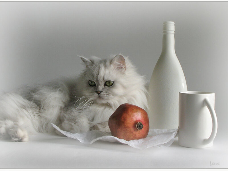 White Long-haired Cat — Calm, Photograph, Pomegranate