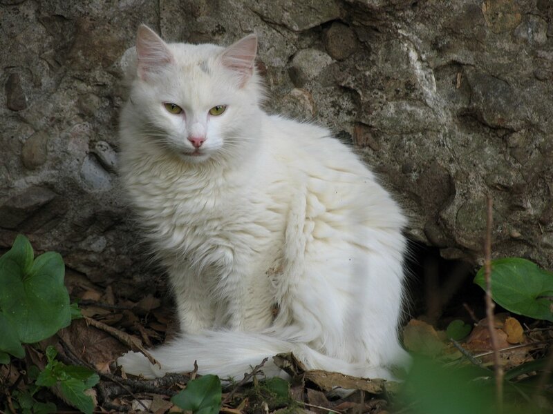 White Long-haired Cat — Calm, Photograph, Rock Wall
