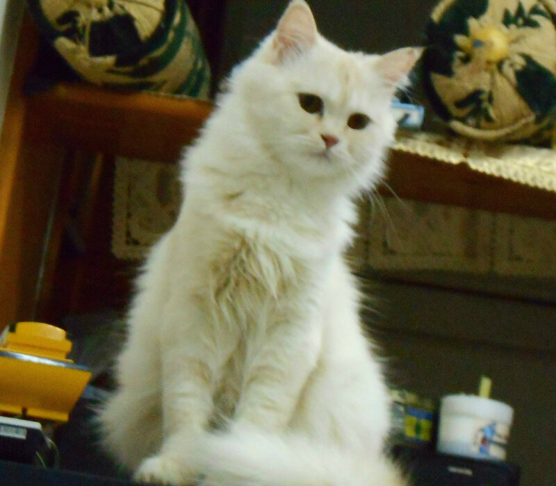 White Long-haired Cat — Calm, Photograph, Shelf