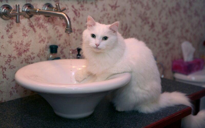 White Long-haired Cat — Calm, Photograph, Sink
