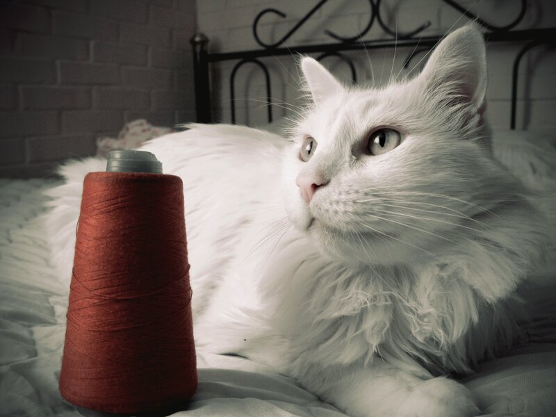 White Long-haired Cat — Calm, Photograph, Spool of Thread