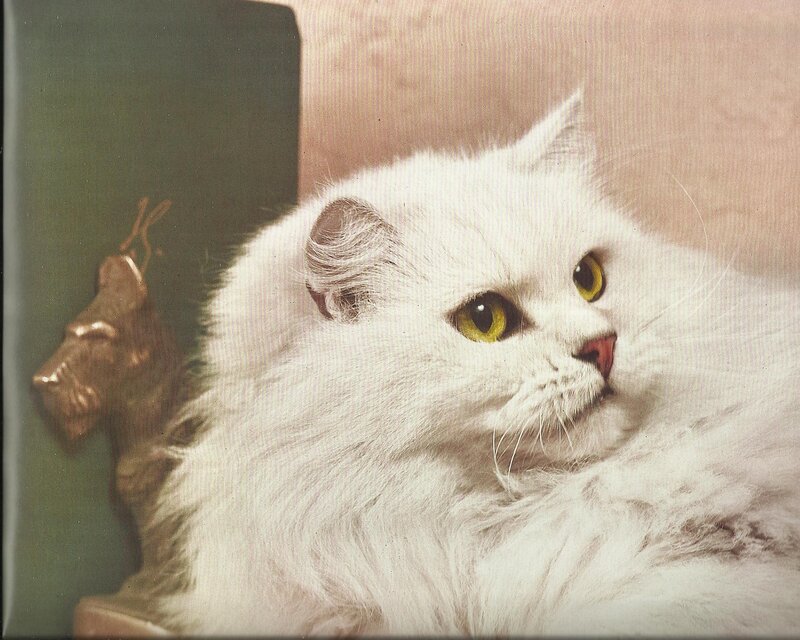 White Long-haired Cat — Calm, Photograph, Statue