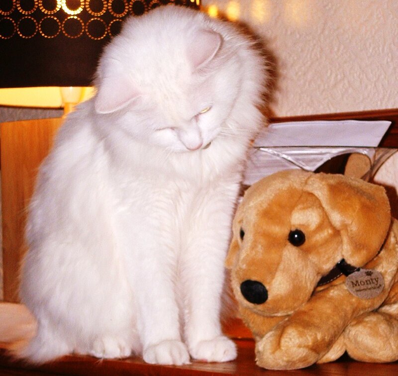 White Long-haired Cat — Calm, Photograph, Stuffed Dog