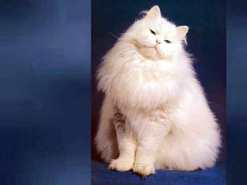 White Long-haired Cat — Calm, Photograph