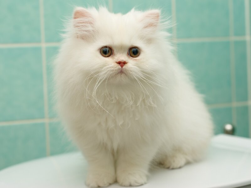 White Long-haired Cat — Calm, Photograph, Tiled Wall