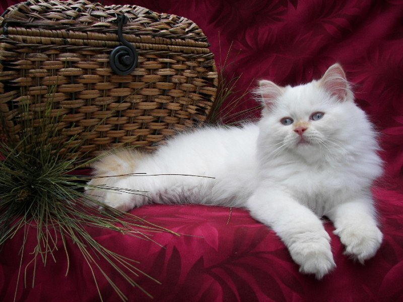 White Long-haired Cat — Calm, Photograph, Wicker Basket, Red Fabric