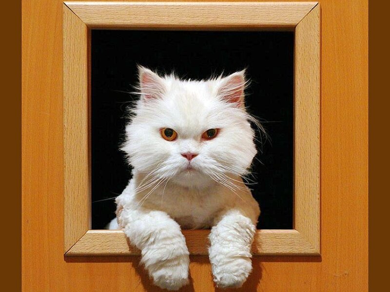 White Long-haired Cat — Calm, Photograph, Wooden Frame
