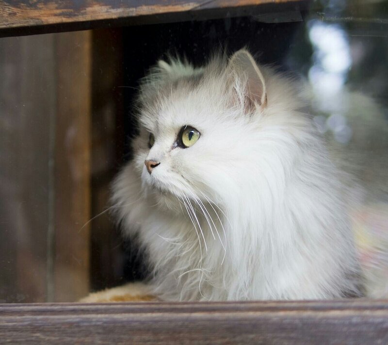 White Long-haired Cat — Calm, Photograph, Wooden Frame, Window