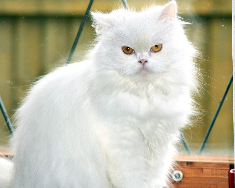 White Long-haired Cat — Calm, Photograph, Wooden Surface