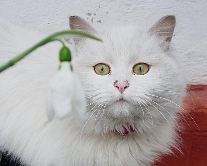 White Long-haired Cat — Calm, Spring