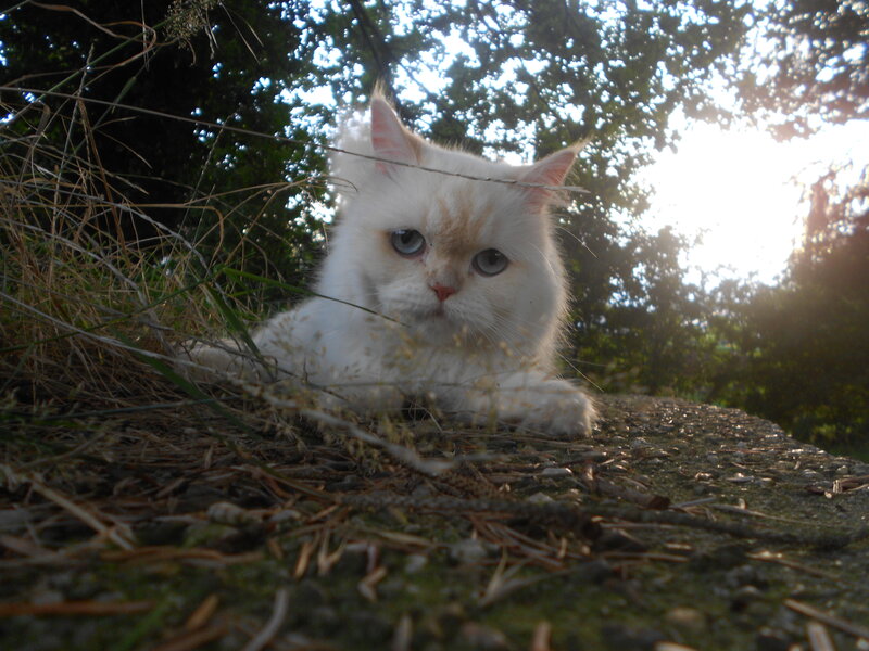 White Long-haired Cat — Calm, Sunset