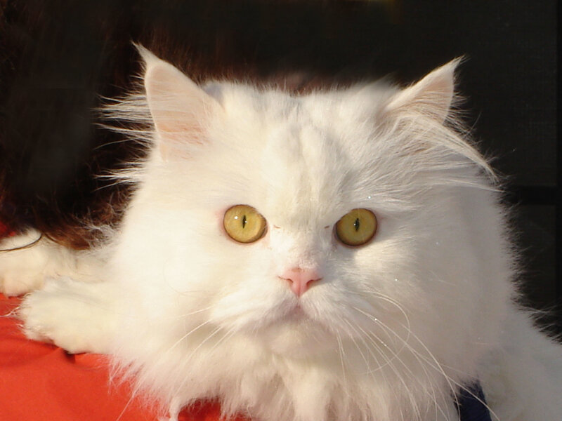 White Long-haired Cat — Calm