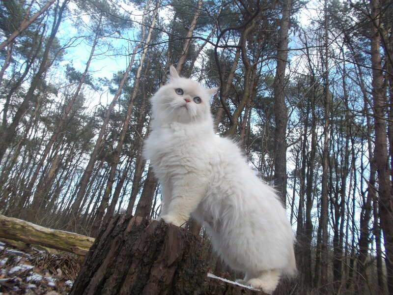 White Long-haired Cat — Calm, Winter, Photograph