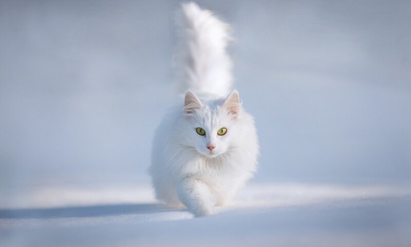 White Long-haired Cat — Calm, Winter