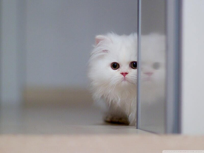 White Long-haired Cat — Curious, Photograph, Door, Floor
