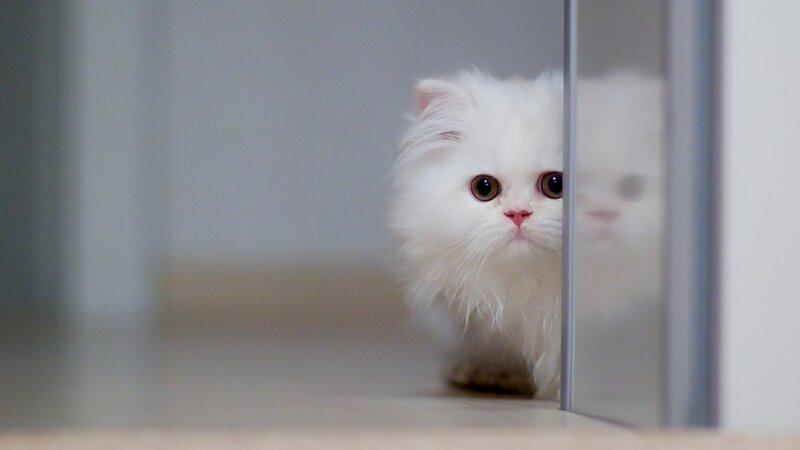 White Long-haired Cat — Curious, Photograph, Door