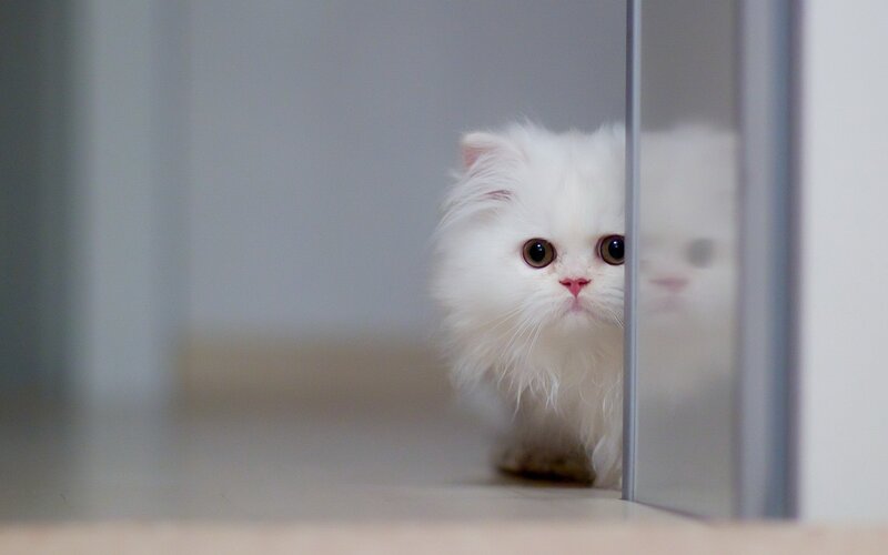 White Long-haired Cat — Curious, Photograph, Mirror, Floor