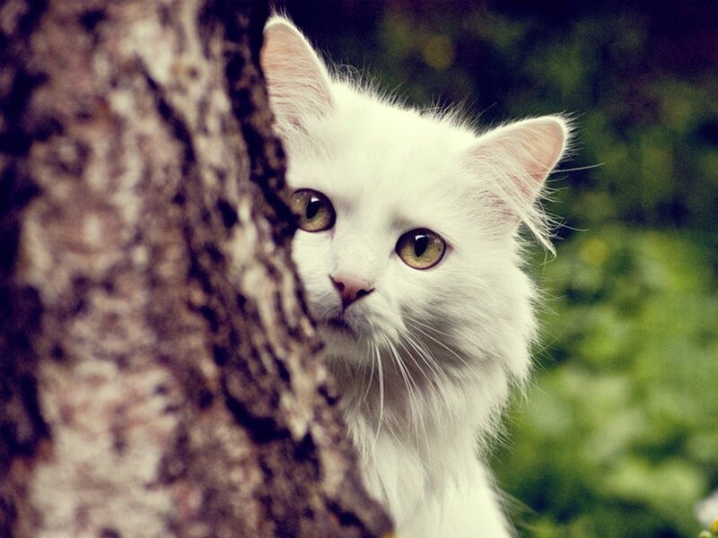 White Long-haired Cat — Curious, Photograph