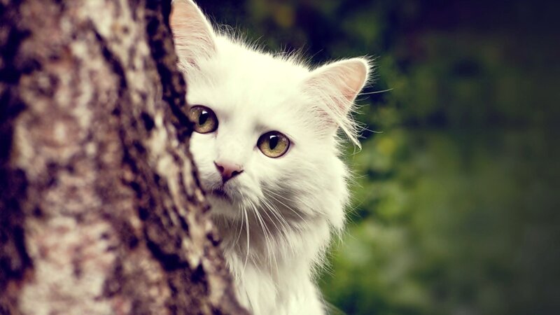 White Long-haired Cat — Curious, Photograph, Tree, Greenery