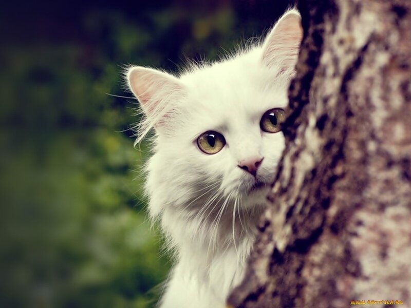 White Long-haired Cat — Curious, Photograph, Tree