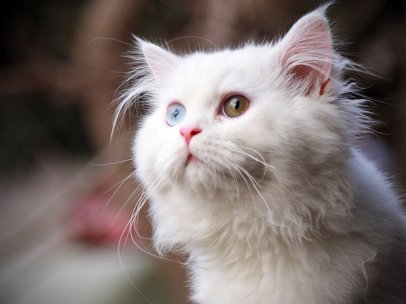 White Long-haired Cat — Curious