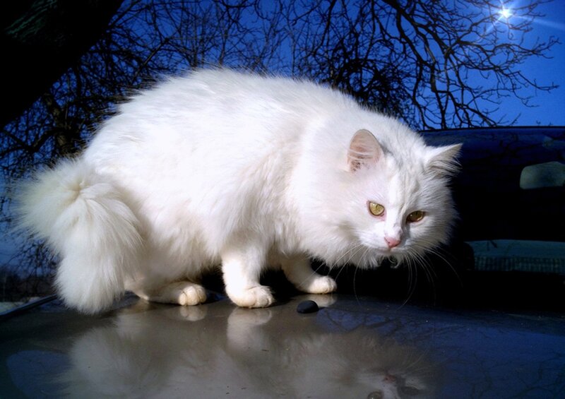 White Long-haired Cat — Dramatic, Night