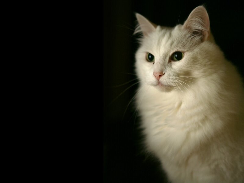 White Long-haired Cat — Dramatic, Photograph, Dark Background