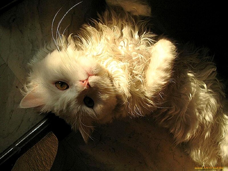 White Long-haired Cat — Dramatic, Photograph, Floor