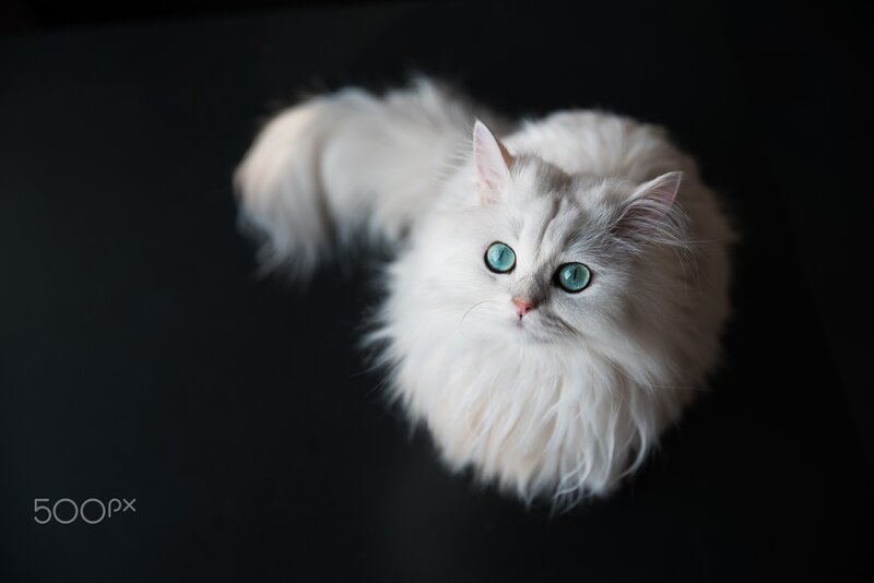 White Long-haired Cat — Dramatic, Photograph, Green Eyes