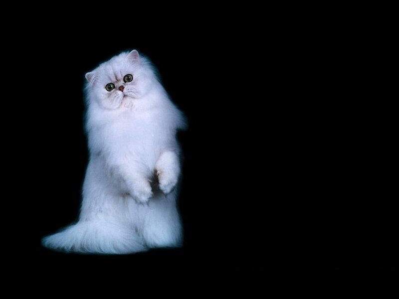 White Long-haired Cat — Dramatic, Photograph
