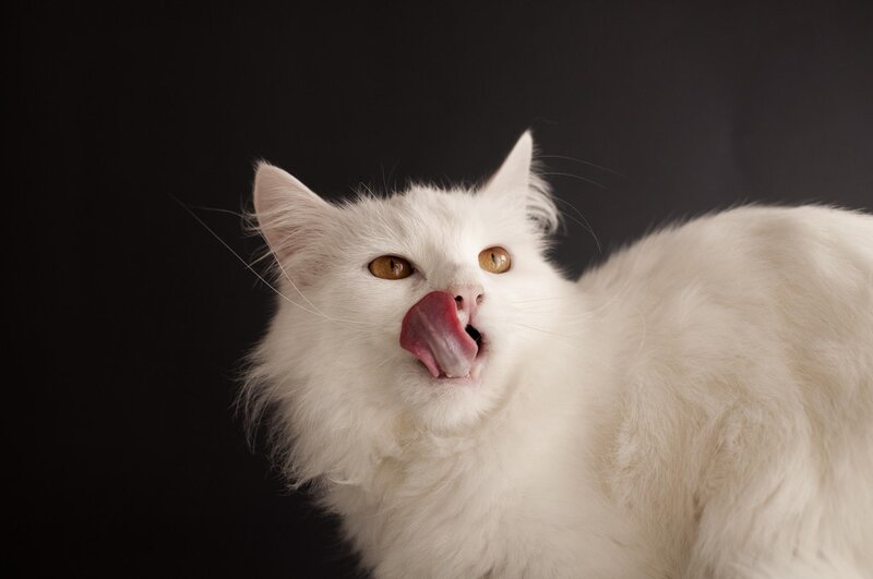 White Long-haired Cat — Dramatic, Photograph, Tongue