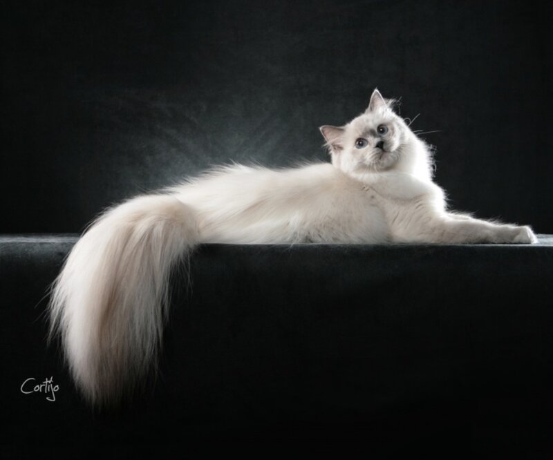 White Long-haired Cat — Dramatic