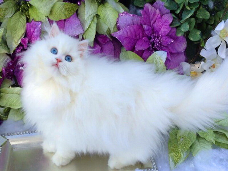 White Long-haired Cat — Festive, Photograph