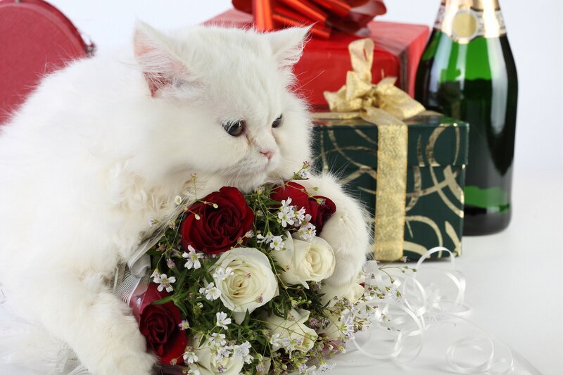 White Long-haired Cat — Festive