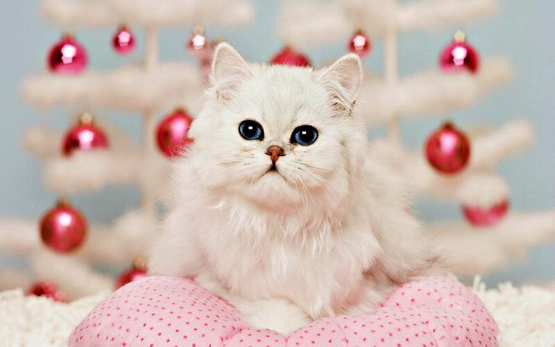 White Long-haired Cat — Festive, Winter