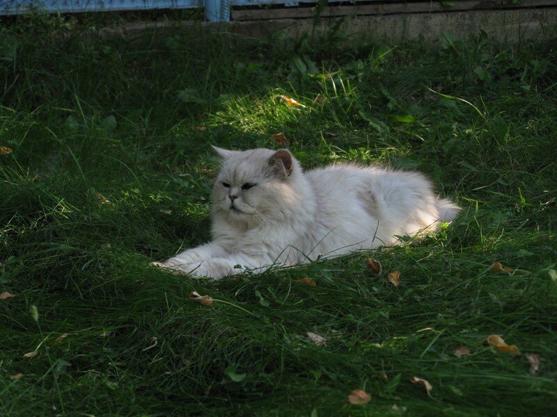 White Long-haired Cat — Green, Calm, Afternoon