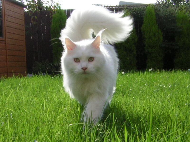 White Long-haired Cat — Green, Calm