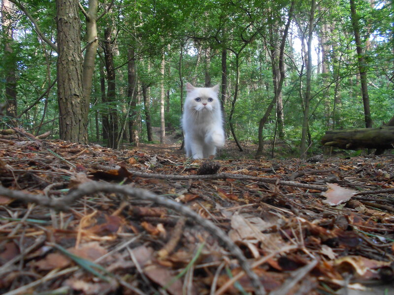 White Long-haired Cat — Green, Natural