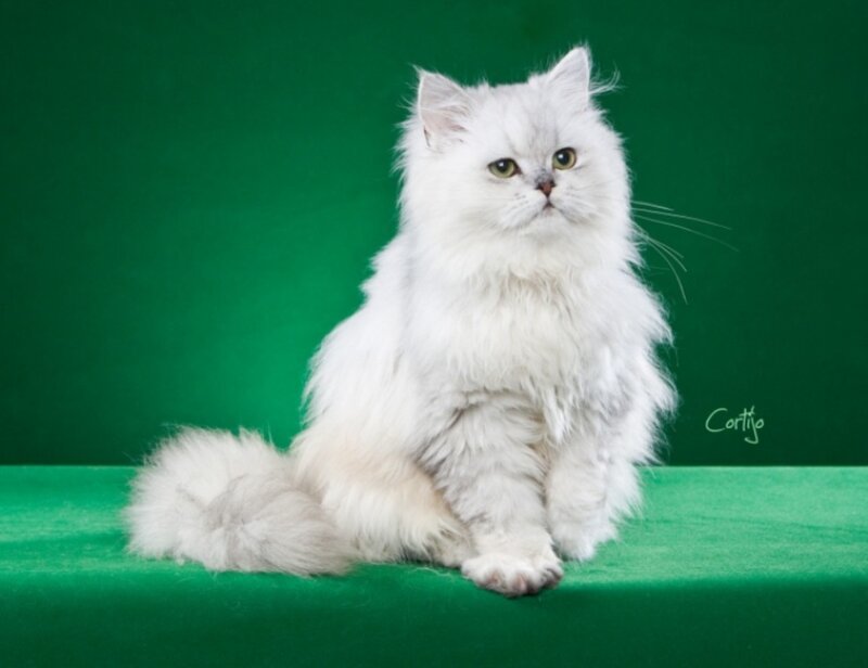 White Long-haired Cat — Green