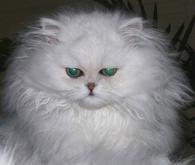 White Long-haired Cat — Intense