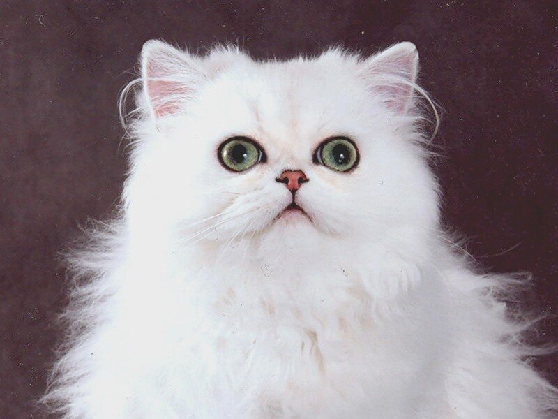 White Long-haired Cat — Neutral