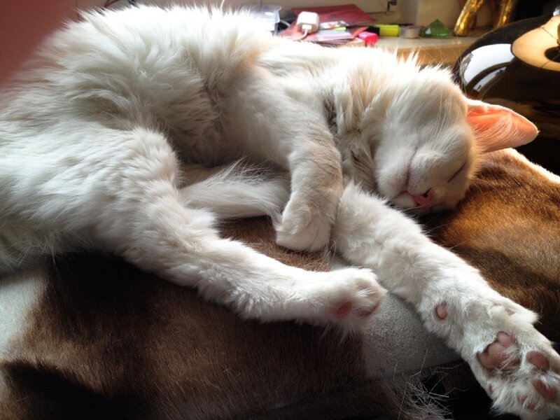 White Long-haired Cat — Peaceful, Afternoon