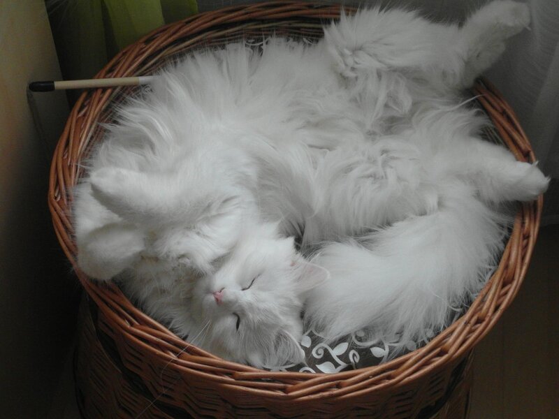White Long-haired Cat — Peaceful, Photograph, Basket