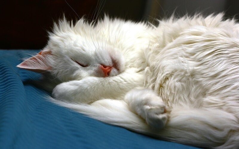 White Long-haired Cat — Peaceful, Photograph, Bed, Pillow