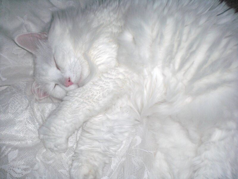 White Long-haired Cat — Peaceful, Photograph, Blanket