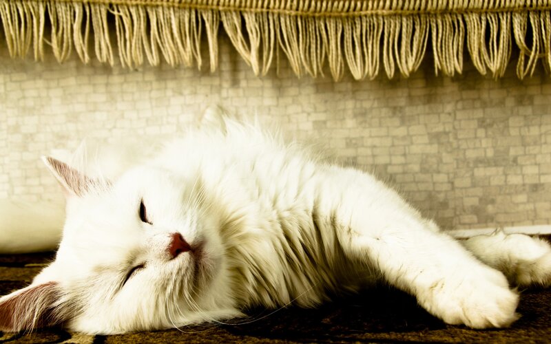White Long-haired Cat — Peaceful, Photograph, Fringe