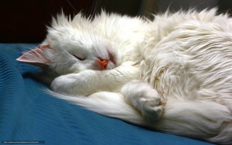 White Long-haired Cat — Peaceful, Photograph, Pillow